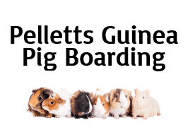 Winner small image - Pelletts Guinea Pig Boarding